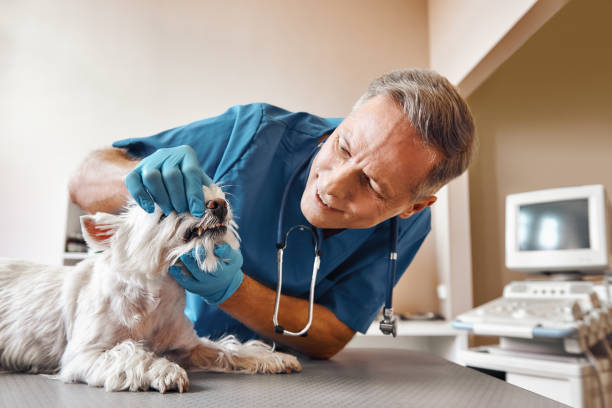 Best Emergency Root Canal Treatment in Red Lick, TX